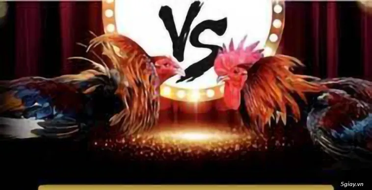 Đá Gà TK88 đấu trường uy tín với tỷ lệ cược hấp dẫn và hình ảnh sống động