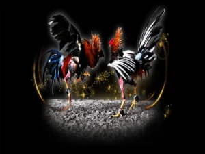 Cách Chơi Đá Gà Sabong TK88 Chi Tiết Từ Luật Cược Đến Mẹo Thắng