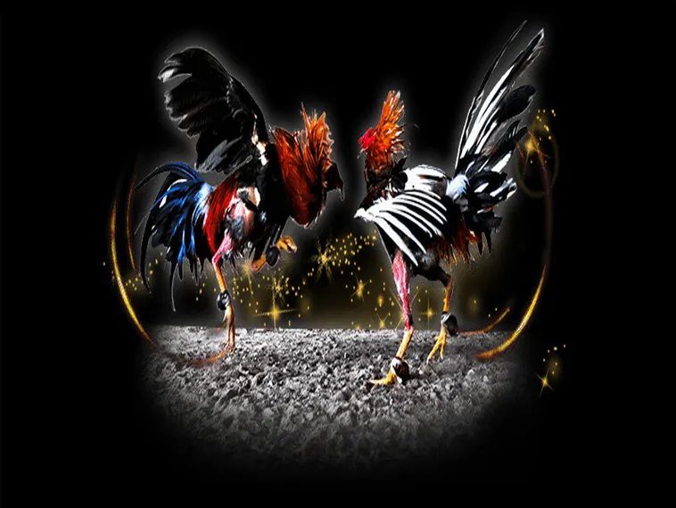 Cách Chơi Đá Gà Sabong TK88 Chi Tiết Từ Luật Cược Đến Mẹo Thắng