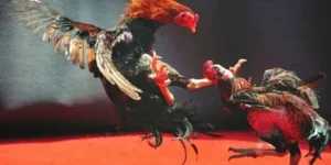 Cách Chơi Đá Gà WS168 TK88 Chi Tiết Và Hiểu Luật Cá Cược Chuẩn Xác