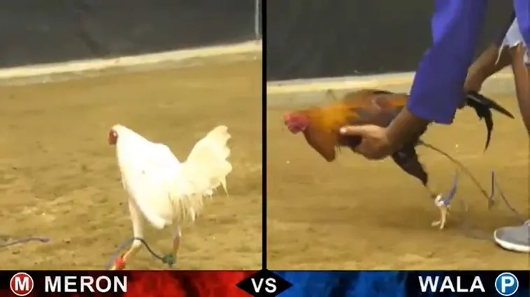 Cách Chơi Đá Gà Sabong TK88 Chi Tiết Từ Luật Cược Đến Mẹo Thắng