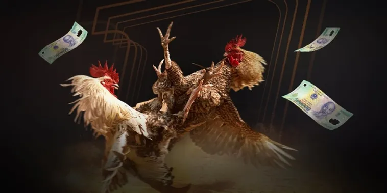 Đá Gà TK88 đấu trường uy tín với tỷ lệ cược hấp dẫn và hình ảnh sống động